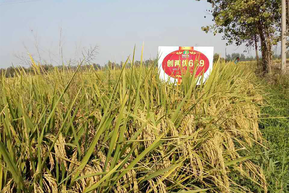 绿亿