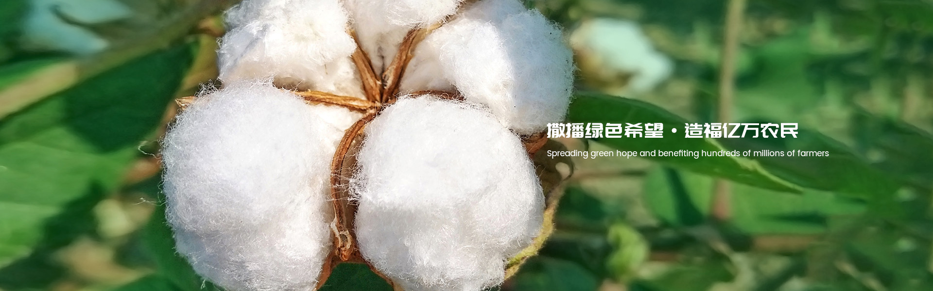 安徽绿亿种业有限公司