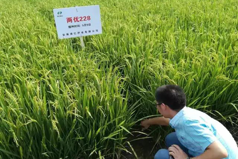 绿亿